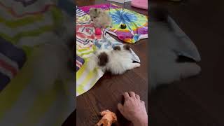 Pomeranian Puppies Videos