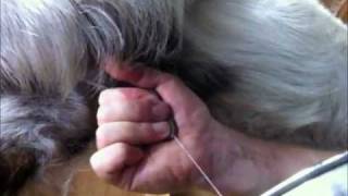 Learn how to milk a goat by hand