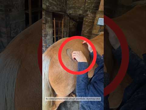 Жената се сбогува с коня си! 👋🐴 (@prestigeequine)