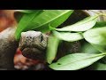 Spy Tortoise Adopted By Chimpanzee Spy In The Wild BBC Earth