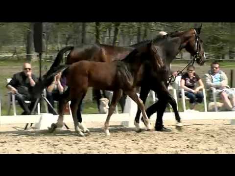 Fairbanks und Nachzucht