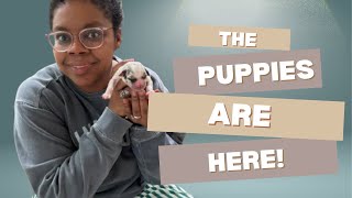 Video preview image #3  Breeder Profile in TYLER, TX, USA