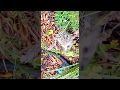Sweet Hedgehog exploring the garden