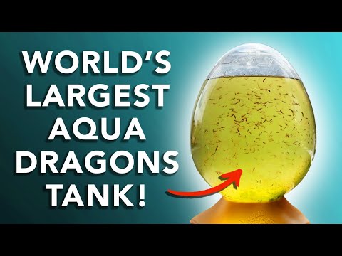 GIANT Aqua Dragons Eggspress!