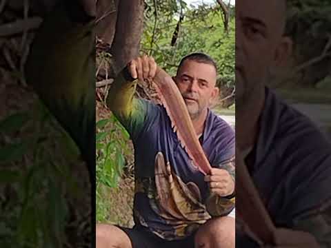 pescaria de tubi Rio mearim povoado boqueirão do município de Matões do Norte MA