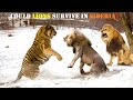 Could Lions Survive In Siberia Among Tigers Bears