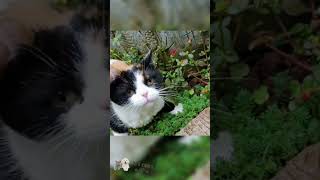 FUNNIEST Cat Videos of the Decade!