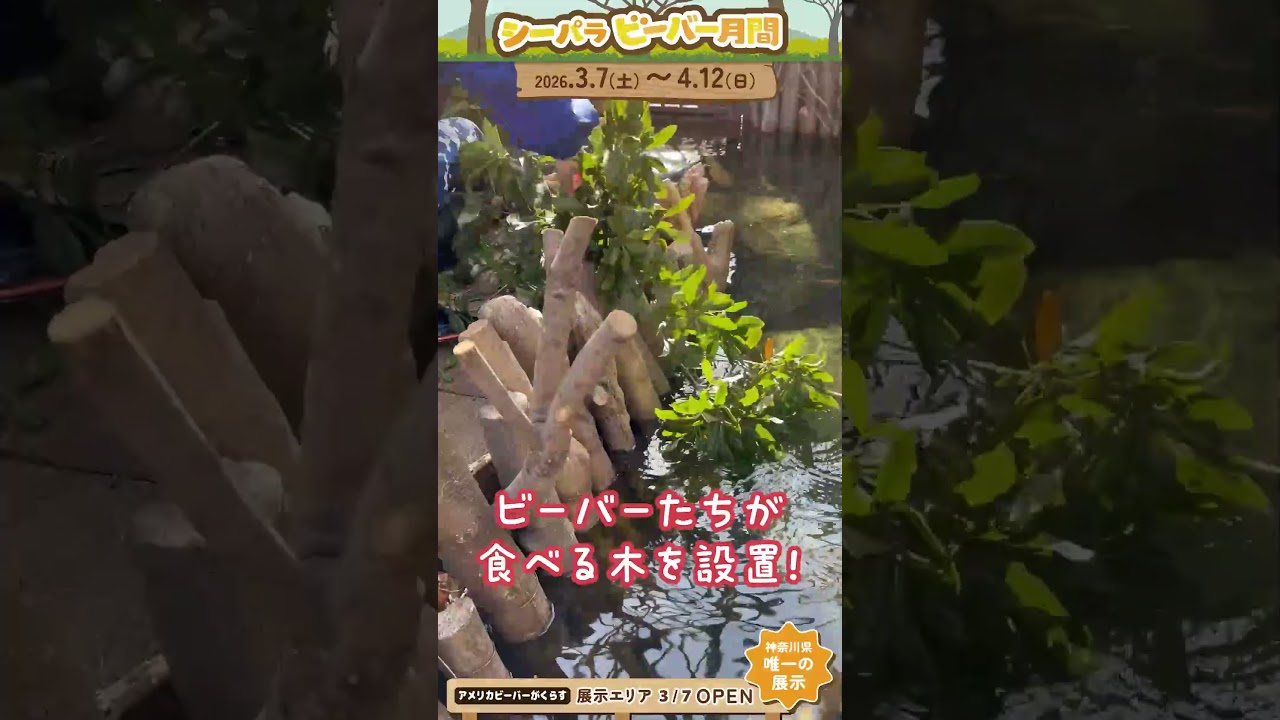 シーパラ ビーバーチャンネル～飼育員のお仕事体験④～#横浜八景島シーパラダイス #八景島 #シーパラ#アクアミュージアム #アメリカビーバー #ビーバー #シーパラビーバー月間 #レッサーパンダ