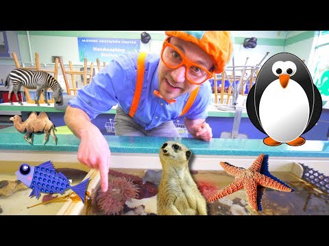 Blippi Visits a Zoo (Point Defiance Zoo & Aquarium) | Blippi Full Episodes | Blippi Toys