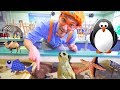 Blippi Visits A Zoo Point Defiance Zoo Aquarium Blippi Full Episodes Blippi Toys