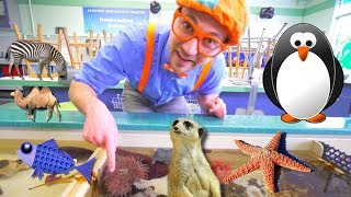 Blippi at the Zoo | Learn Animals for Children and Toddlers