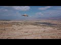חסידה לבנה White Stork Above The Desert