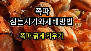 쪽파 심는 시기와 재배 방법 쪽파 굵게 키우기