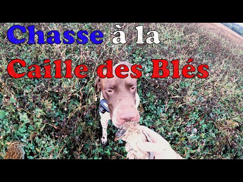 Chasse à la Cailles avec de beaux arrêts (Gopro hero 8 Black 4k60fps)