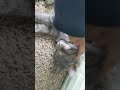 Grey Tabby Cat Enjoying The Scratches