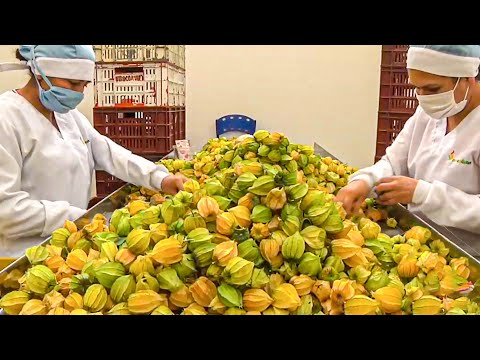Maybe You Don't Know This Fruit | The Process Of Harvesting And Processing Golden Berry