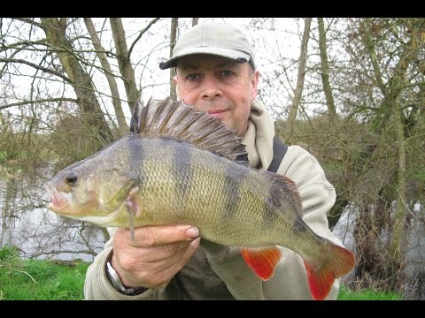 Perch Fishing on the River Loddon