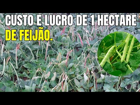 CUSTO E LUCRO DE 1 HECTARE DE FEIJÃO!