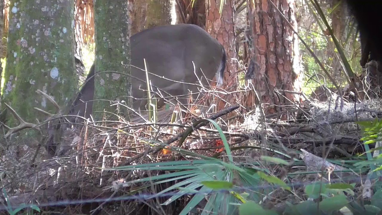 Skunk Ape Tree Stands:  Deer Hunting in Florida.