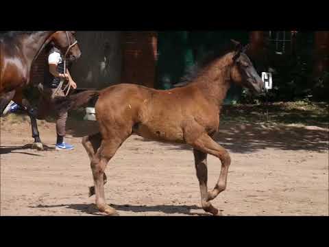 Stutfohlen von Don Nobless x Welt Hit II geb 4-18