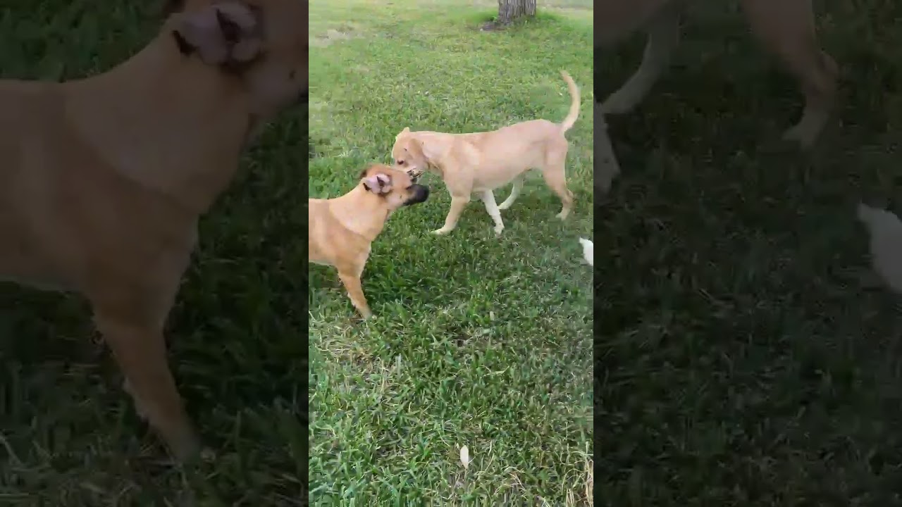 Enlarge  Charlie, a Adoptable mixed breed in Georgetown, TX video 6/6