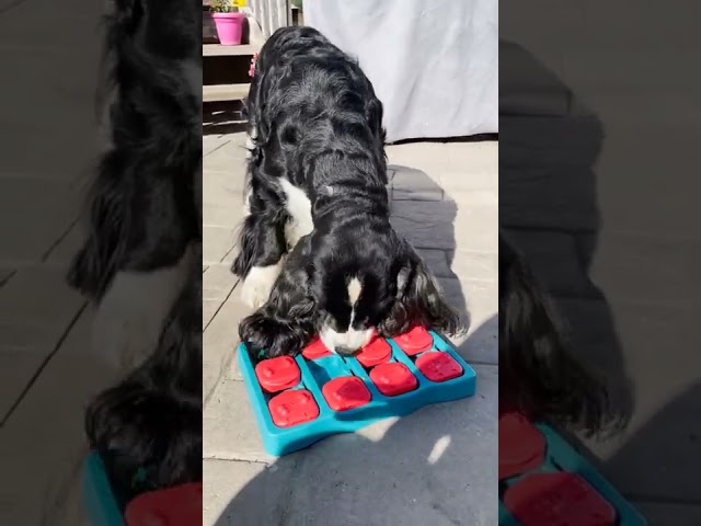 Vídeo relacionado con English Springer Spaniel Rompecabezas 300 Piezas Cartón para Expertos Mejora Atención para Semana Santa Garantía Satisfacción Más Vendido 300 PCS