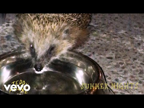 Teddy Failure - Summer Nights