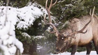 "Keep It Wild" Ep. 5: Chasing Winter Light