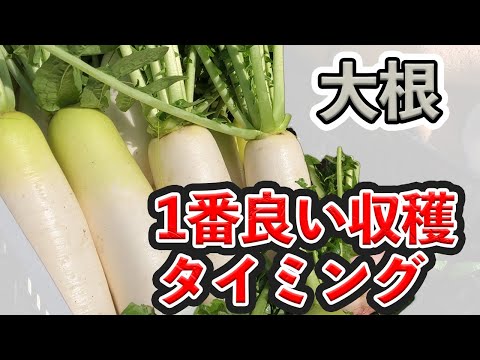 大根の収穫時期と方法は？ + 栽培、播種、メンテナンス  庭園