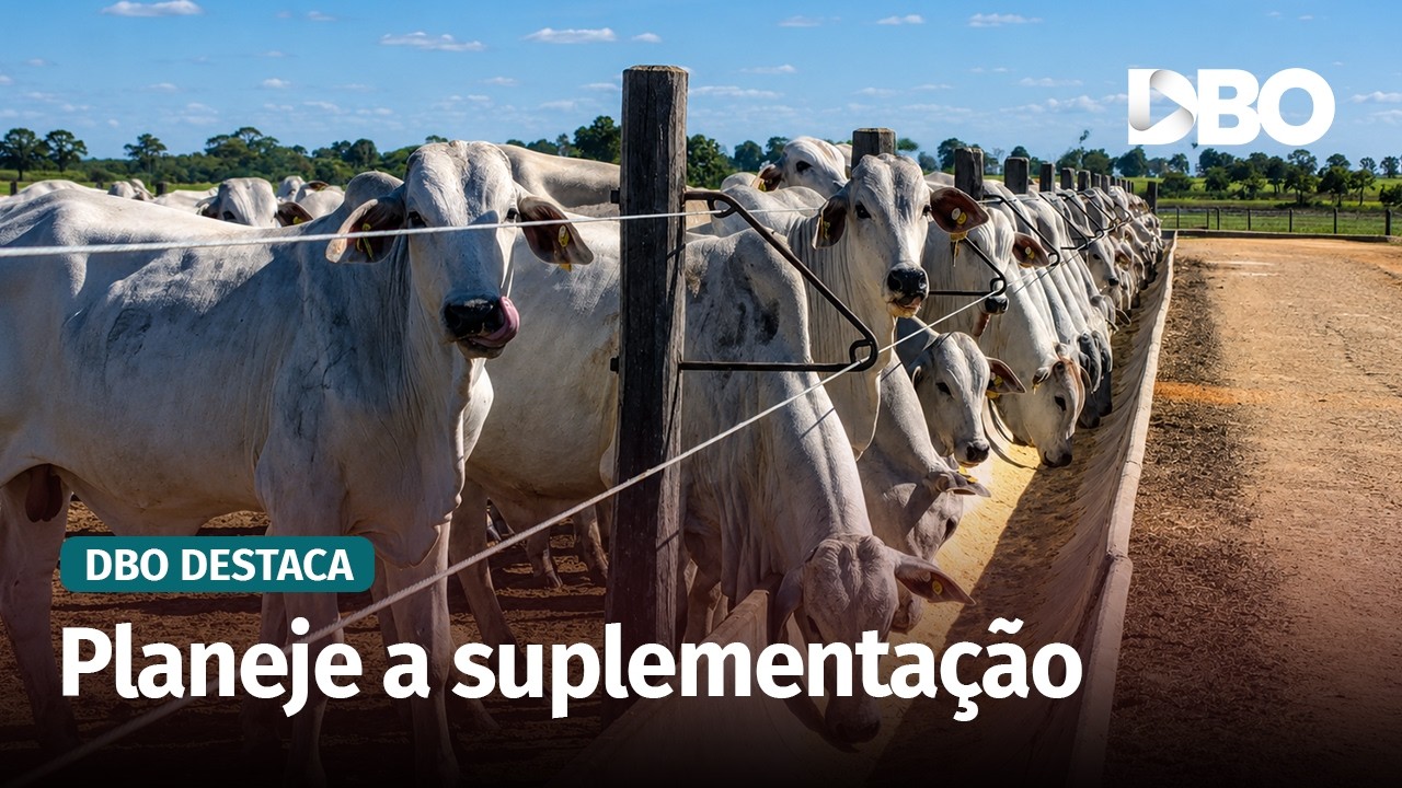 Suplementação intensiva: por que a adaptação dos bovinos é decisiva