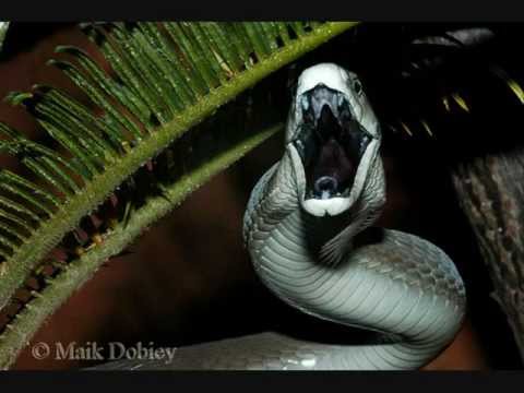 Top 10 Most Dangerous Venomous Snakes In Africa