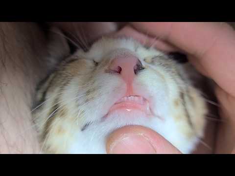 교정은 안 해도 되겠다