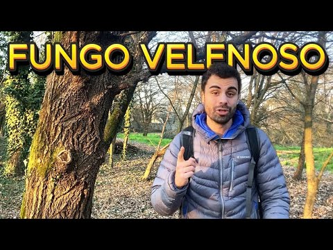 Non mangiare questo fungo! 🍄🌳☀️ | Mondo OK Ep. 17