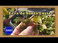 Os Benefícios da Erva de Santa Luzia