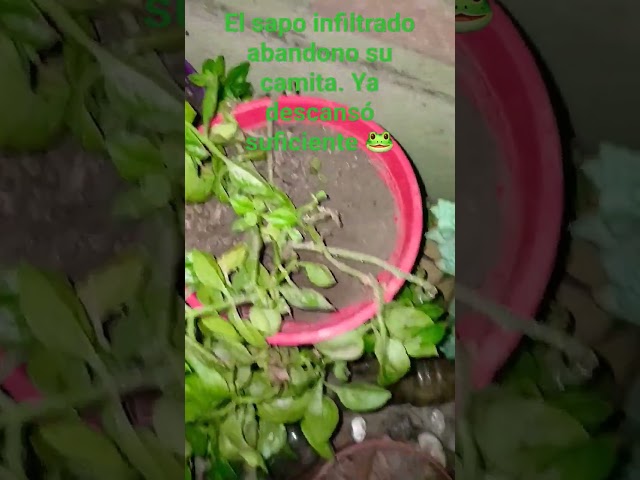 Vídeo relacionado con Juguetes educativos, estatuilla de sapo Figuras de animales de sapo y rana simuladas realistas para niños Modelo de animal educativo para cumpleaños, regalos de fiesta y proyectos científicos