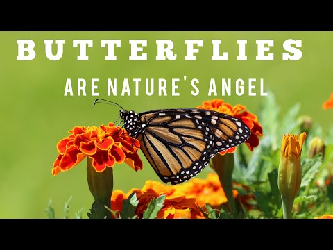 4K Video (UHD) ||#Beautiful #Butterflies|| #Breathtaking #Colors of #Nature || #Dance of #Flowers ||