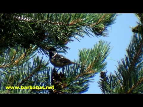 Carbonero garrapinos ( Parus ater ) Coal tit