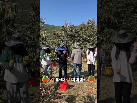 캐치 캐치 감 따따따따 | 2026 청도반시축제 홍보영상