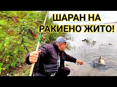РИБОЛОВ НА ШАРАН ПРЕЗ ОКТОМВРИ! УСТИЕТО НА РЕКА КАМЧИЯ ОТ ЛЕВИЯ БРЯГ! ЛОШО ВРЕМЕ И ГОЛЯМ КЪСМЕТ!!!