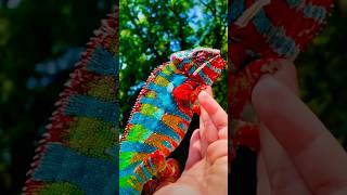 Download lagu Colourful Iguana 🦎 #shorts #iguana #viral mp3