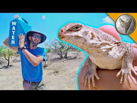 Catching a Lizard Using NOTHING but WATER!