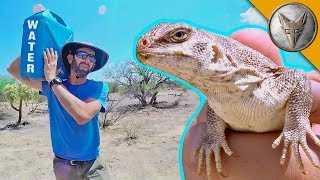 Catching a Lizard Using NOTHING but WATER! by Brave Wilderness