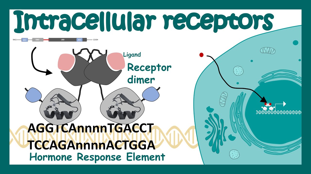 Intracellular receptor | Nuclear receptor | Nuclear receptor and its mode of action