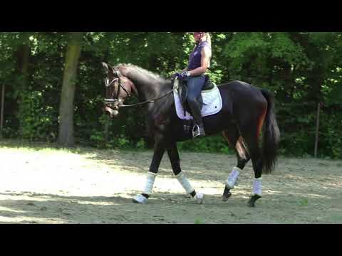 2018 Stute von Blue Hors Farrel 14 mal unterm Sattel