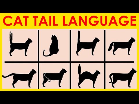How to Read Your Cats Tail Language/ All Cats