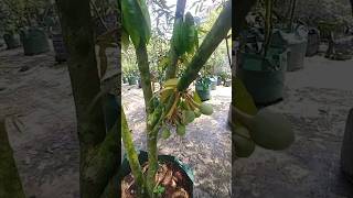 Download lagu YAKIN MASIH GA MAU TANAM DURIAN.?? DURIAN BERBUAH DALAM POT mp3 Download lagu YAKIN MASIH GA MAU TANAM DURIAN.?? DURIAN BERBUAH DALAM POT mp3
