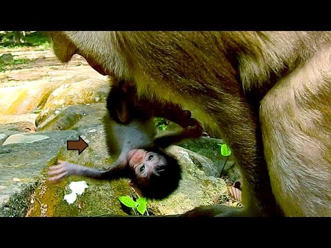 oMG, Ashley Monkey Stealing Daniela Holding Her Upside Down, Baby Very Feel Scaring