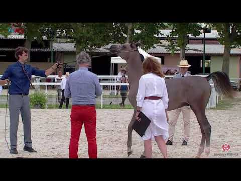 N 25 KENELM MADANI   2020 Vichy   Championnat de France du Cheval Arabe   Yearling Colts Championshi