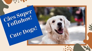Cachorros fofos e engraados! Cute Dogs