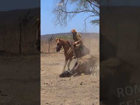 Pega de boi em João Costa-PI #pegadeboinomato #romariofeitosa